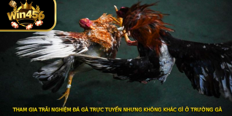 Tham gia trải nghiệm đá gà trực tuyến nhưng không khác gì ở trường gà